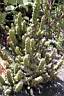 OPUNTIA STROBILIFORMIS.jpg